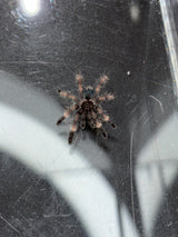 Darth Maul Tarantula (Psalmopoeus victori) - 3/4-1.25 in