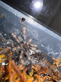 Darth Maul Tarantula (Psalmopoeus victori) - 3/4-1.25 in
