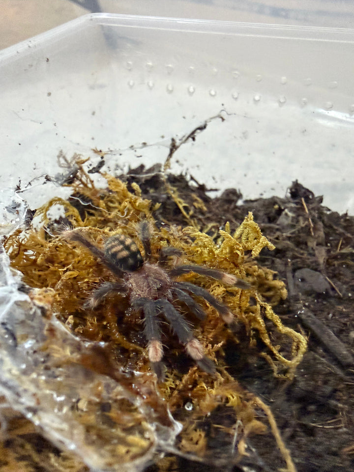 Venezuelan Suntiger Tarantula, Psalmopoeus irminia, image 3