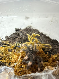 Venezuelan Suntiger Tarantula, Psalmopoeus irminia, image 2