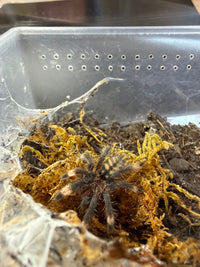 Venezuelan Suntiger Tarantula, Psalmopoeus irminia