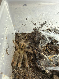Trinidad Chevron Tarantula, Psalmopoeus cambridgei, image 3
