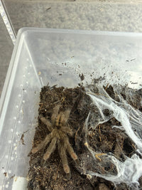 Trinidad Chevron Tarantula, Psalmopoeus cambridgei, image 2