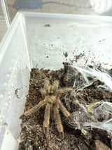 Trinidad Chevron Tarantula (Psalmopoeus cambridgei)