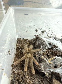 Trinidad Chevron Tarantula, Psalmopoeus cambridgei