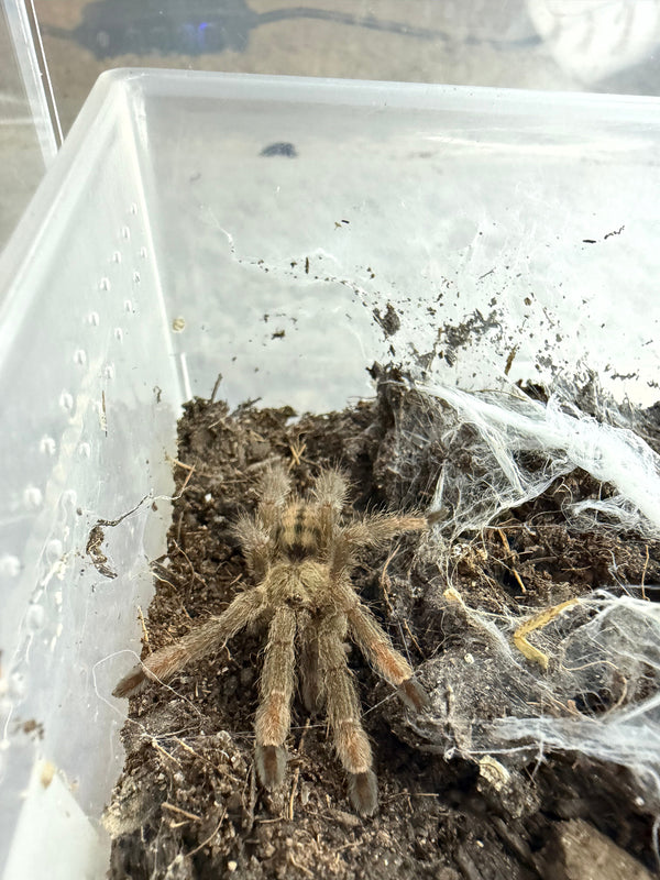 Trinidad Chevron Tarantula, Psalmopoeus cambridgei