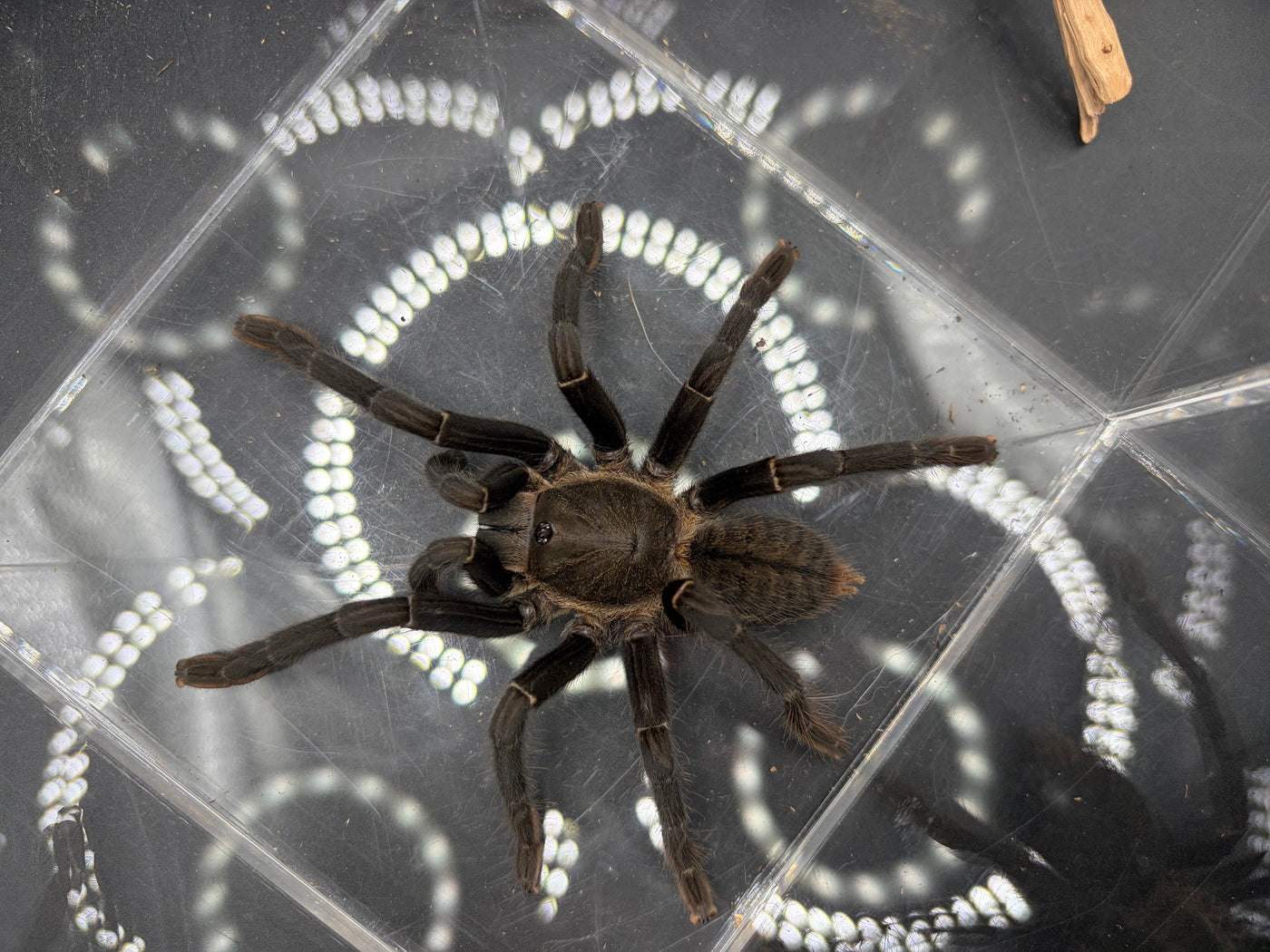 Thai Silver Earth Tiger Tarantula (Ornithoctonus costalis)