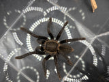 Thai Silver Earth Tiger Tarantula (Ornithoctonus costalis)