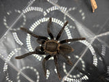 Thai Golden Fringe Tarantulas (Ornithoctonus spp.)