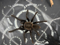 Thai Silver Earth Tiger Tarantula, Ornithoctonus costalis