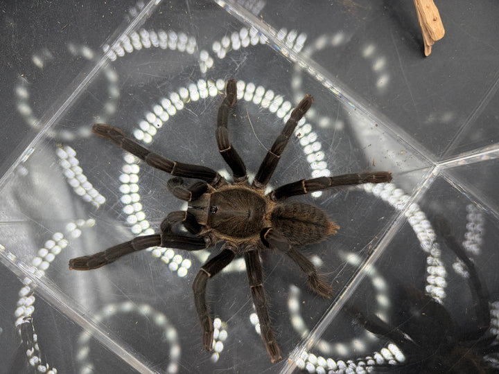 Thai Silver Earth Tiger Tarantula, Ornithoctonus costalis