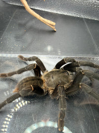 Thai Silver Earth Tiger Tarantula (Ornithoctonus costalis)