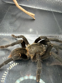 Thai Silver Earth Tiger Tarantula, Ornithoctonus costalis, image 2