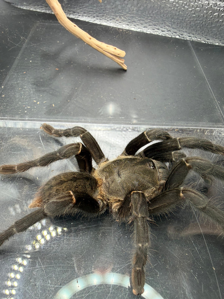 Thai Silver Earth Tiger Tarantula, Ornithoctonus costalis, image 2