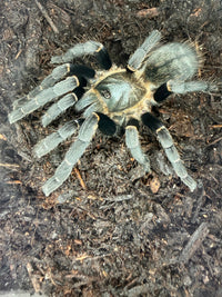 Thai Silver Earth Tiger Tarantula, Ornithoctonus costalis, image 3