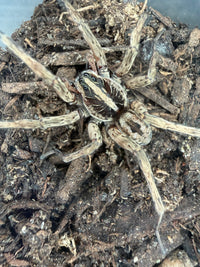 Pine Giant Wolf Spider (Hogna sp. "Pine Giant") - 1-2 in