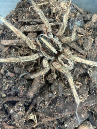 Pine Giant Wolf Spider, Hogna sp. 'Pine Giant', image 2