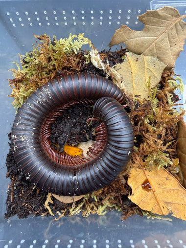 African Giant Millipede (Archispirostreptus gigas)