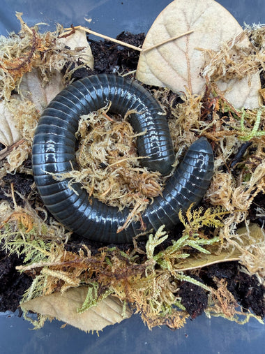 Philippine Blue Giant Millipede (Acladocricus sp.)