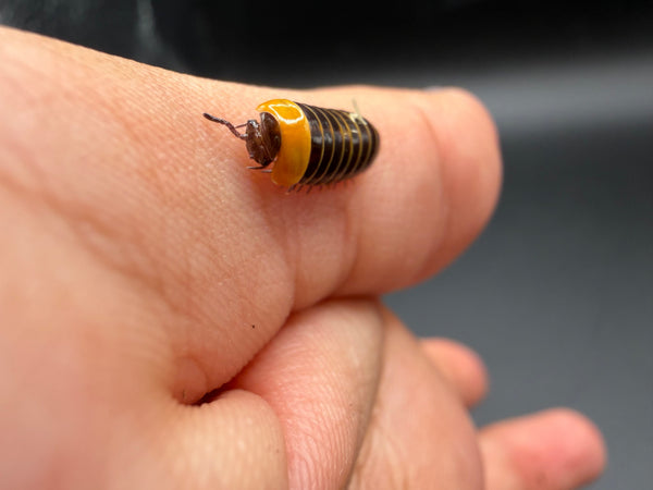 Rubber Ducky Pill Millipede (Hyleoglomeris cf Bomba)