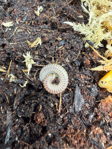 Bumblebee Millipede (Anadenobolus monillicornis)