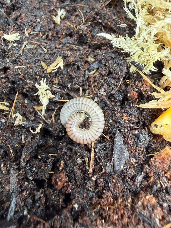 Bumblebee Millipede (Anadenobolus monillicornis)