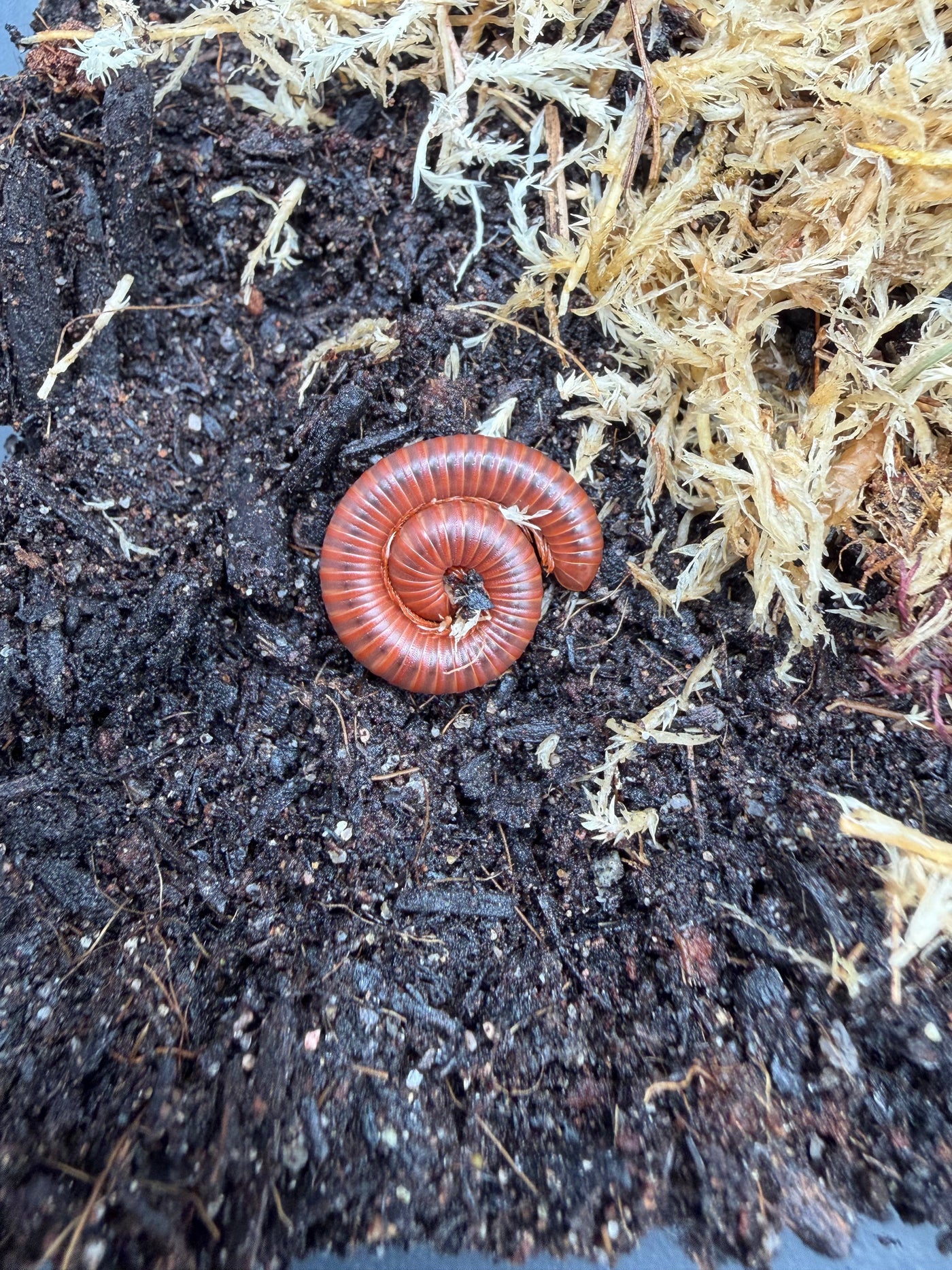 Scarlet Millipede (Trigoniulus coralinus)