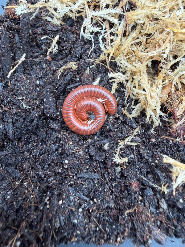 Scarlet Millipede (Trigoniulus coralinus)