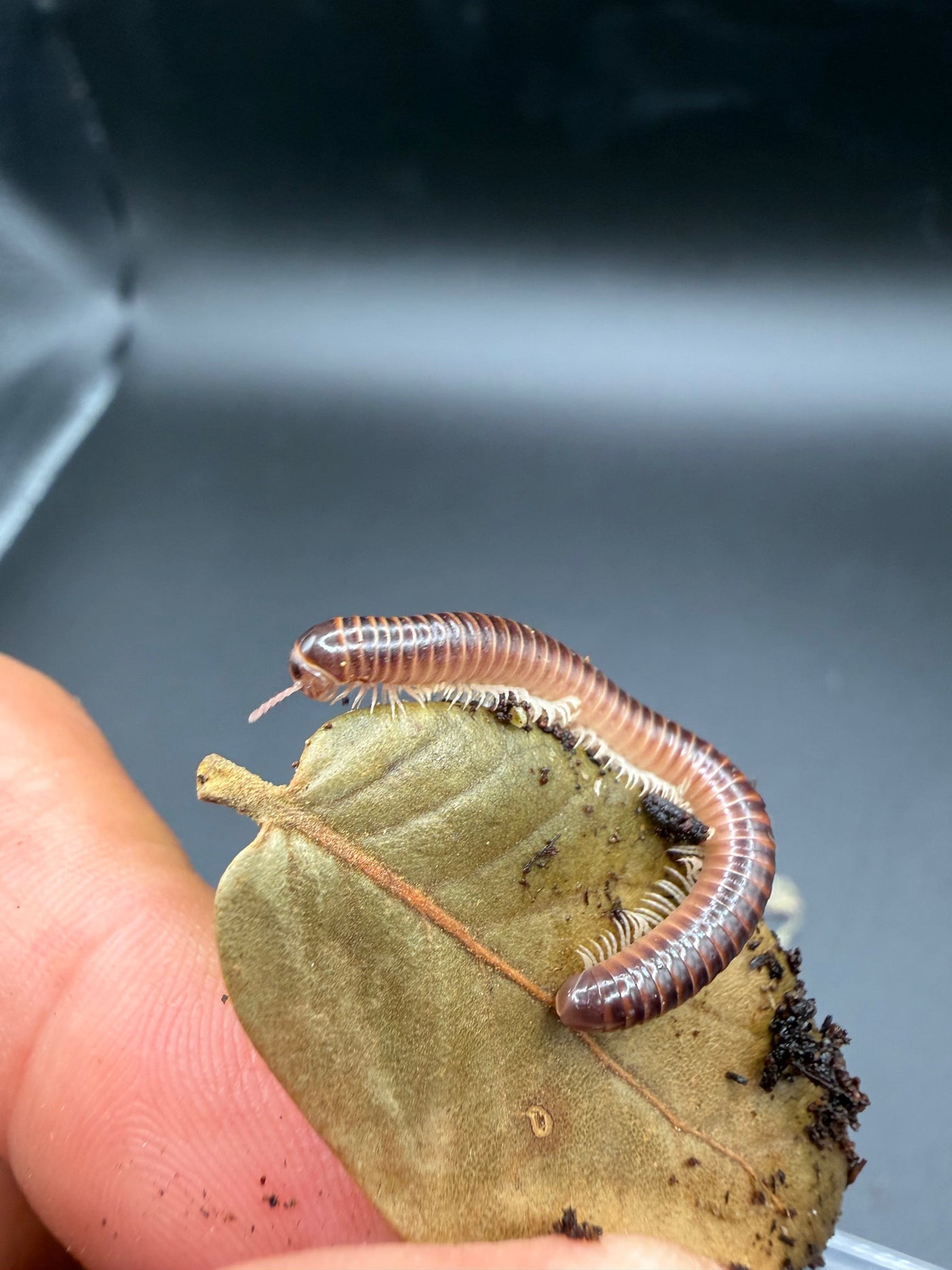 Hothouse White Leg Millipede (Leptogoniulus sorornus)