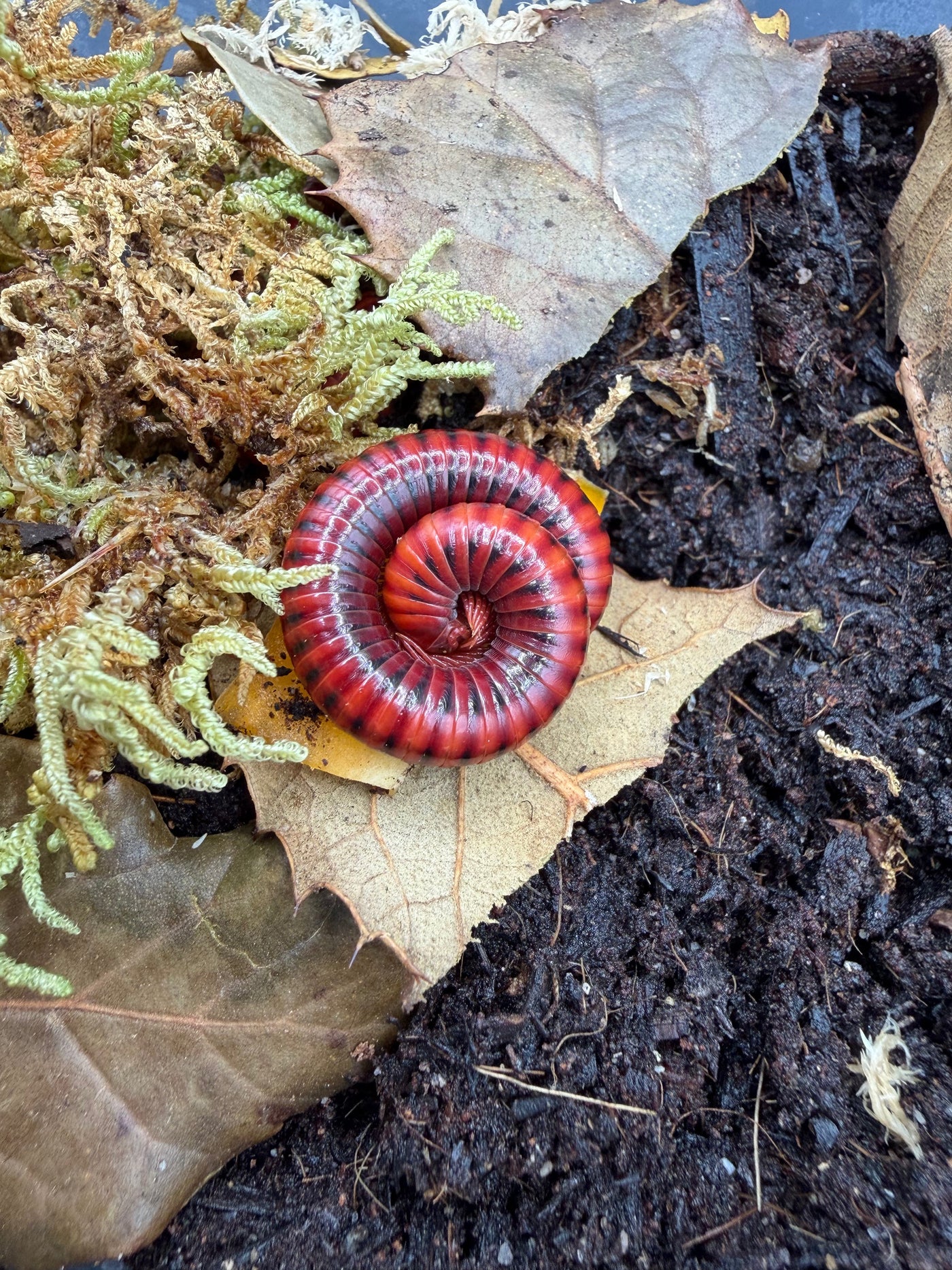 Mozambique Red Fire Millipede (Centrobolus splendidus)