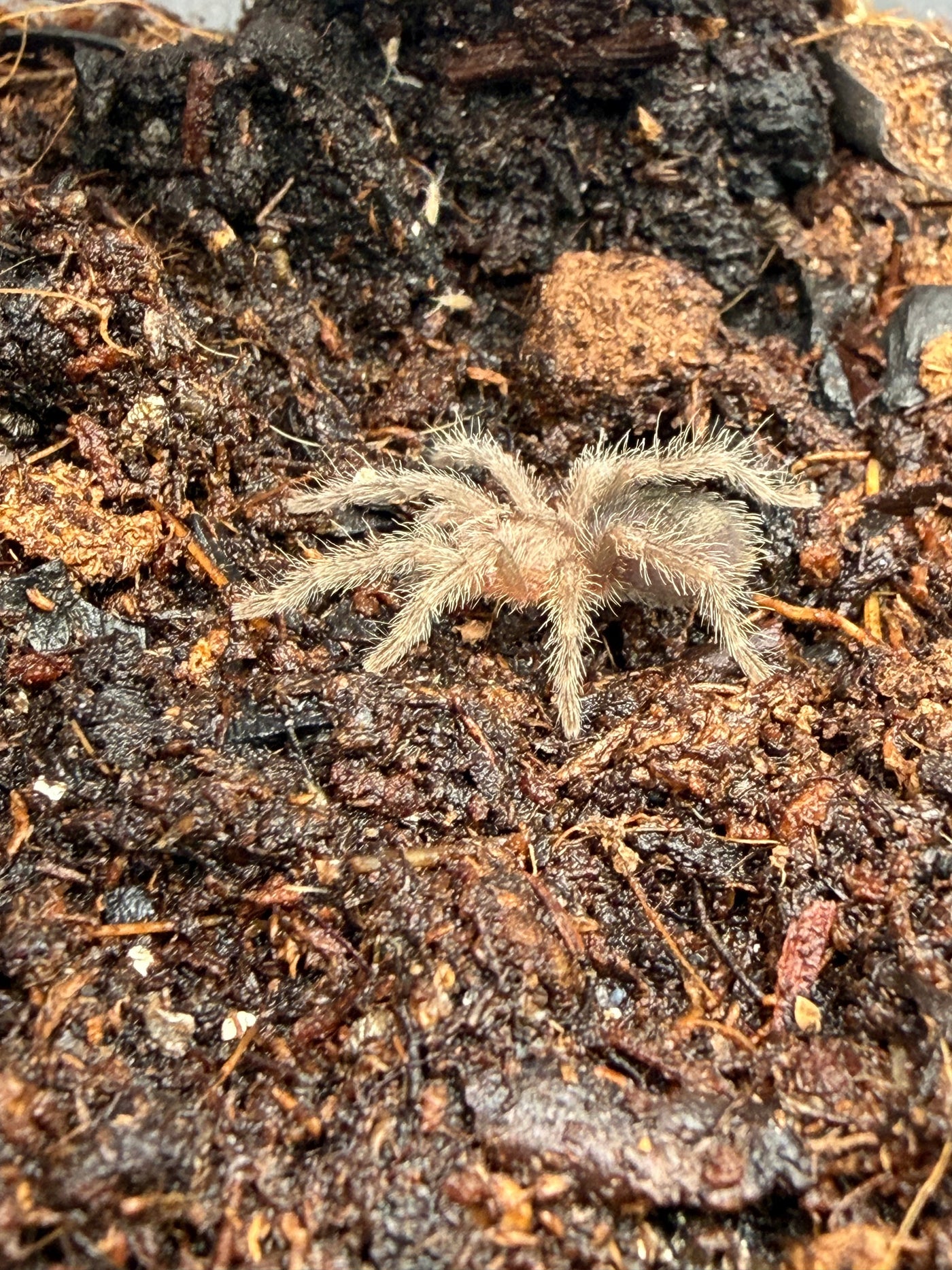 Brazilian Black Tarantula (Grammostola pulchra)
