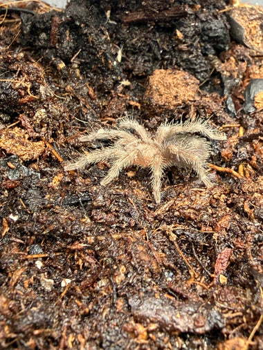 Brazilian Black Tarantula (Grammostola pulchra)