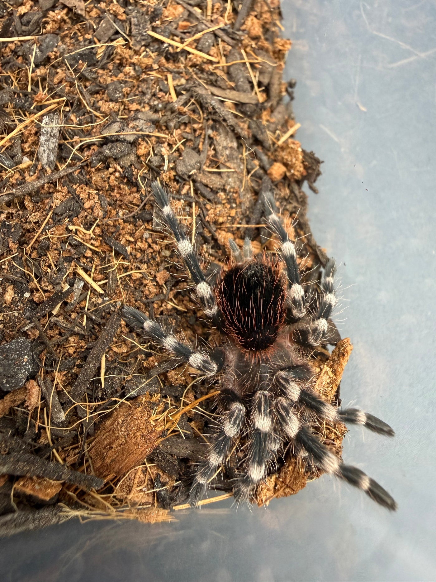 Brazilian White Knee Tarantula (Acanthoscurria geniculata)