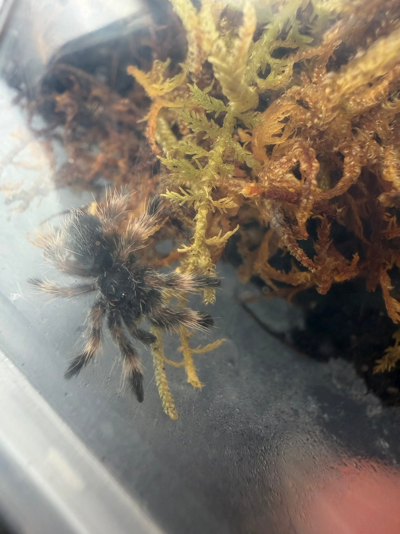 Darth Maul Tarantula (Psalmopoeus victori)