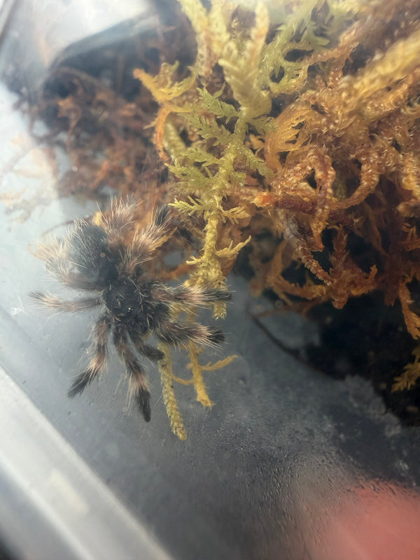 Darth Maul Tarantula (Psalmopoeus victori)