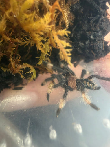 Venezuelan Suntiger Tarantula (Psalmopoeus irminia)