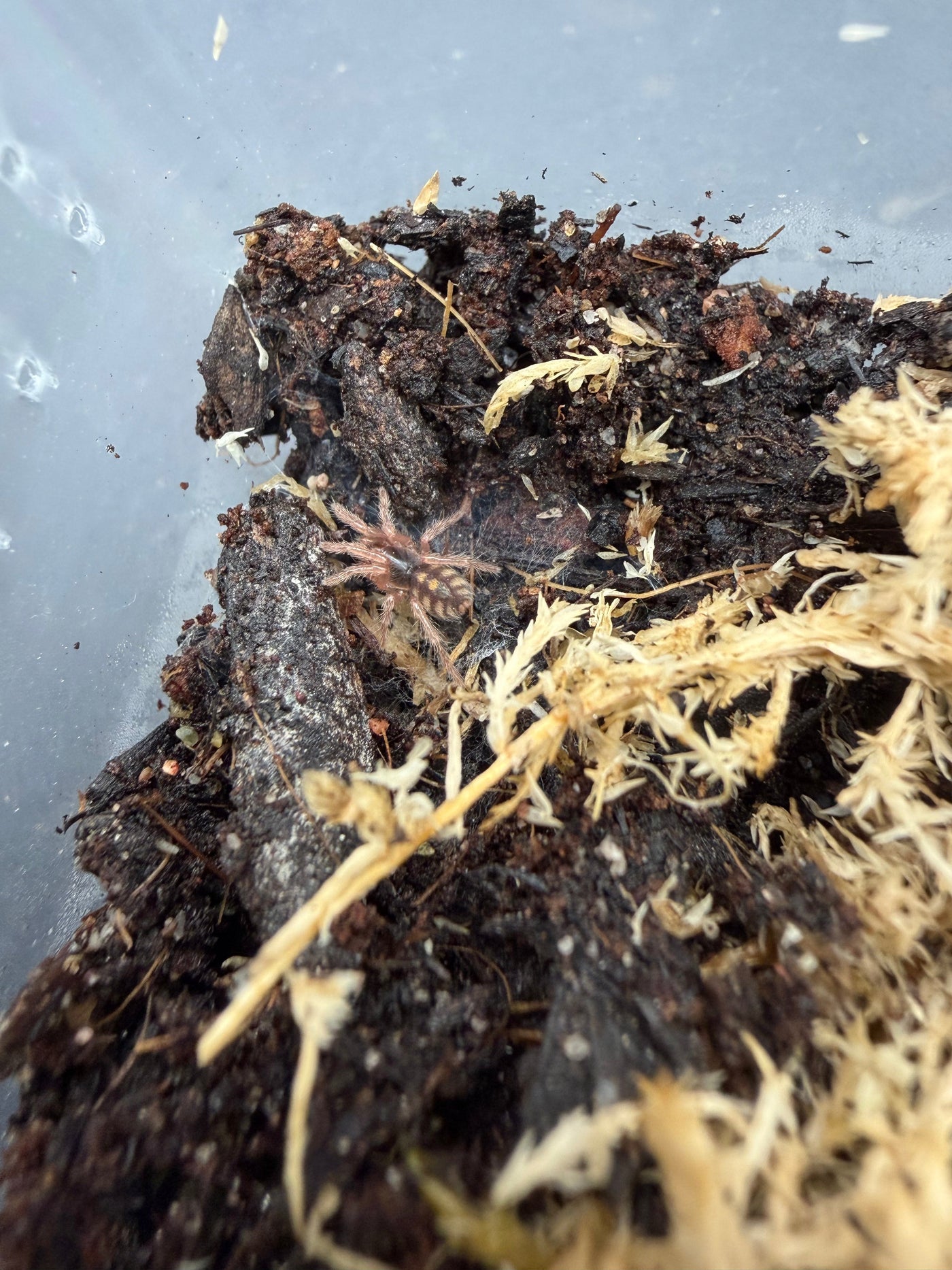 Pumpkin Patch Tarantula (Hapalopus formosus)