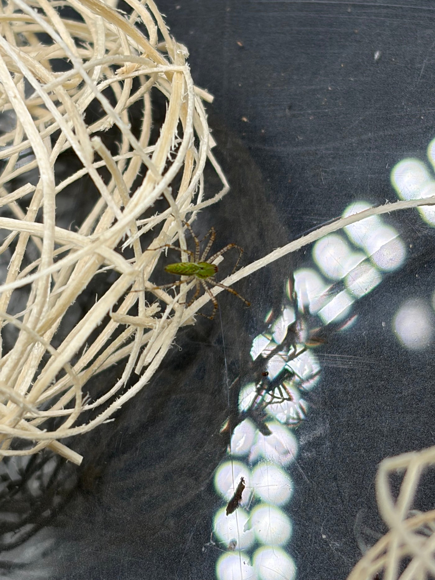 Green Lynx Spider (Peucetia viridans)