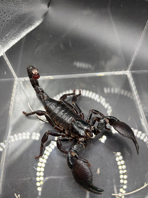 Emperor Scorpion (Pandinus imperator)
