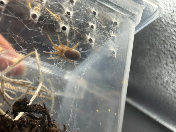 Black Hole Spider (Kukulcania arizonica)