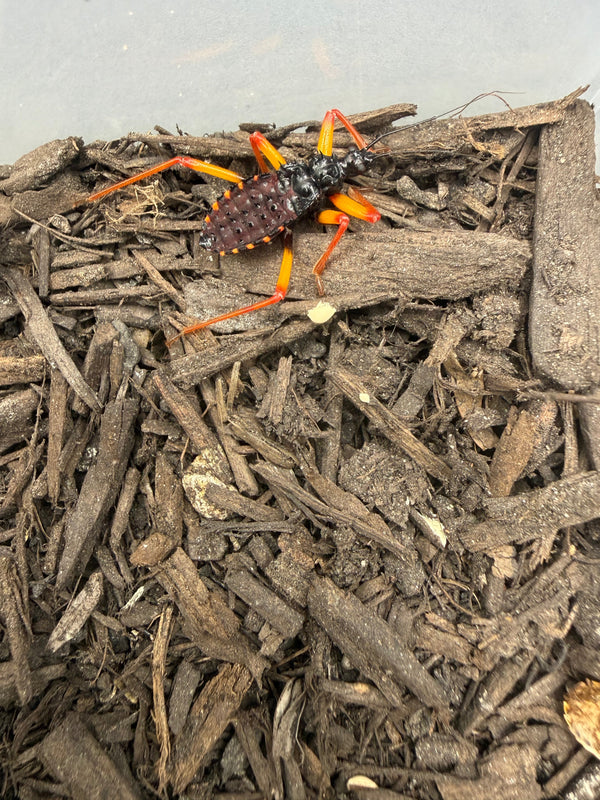 Horrid King Assassin Bug (Psytalla horrida)