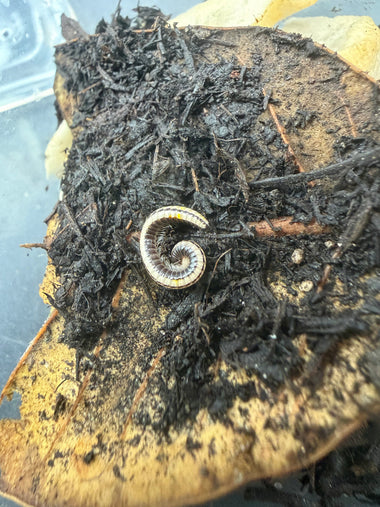 Maui Skunk-Striped Millipede (Spirobollelus immigrans)
