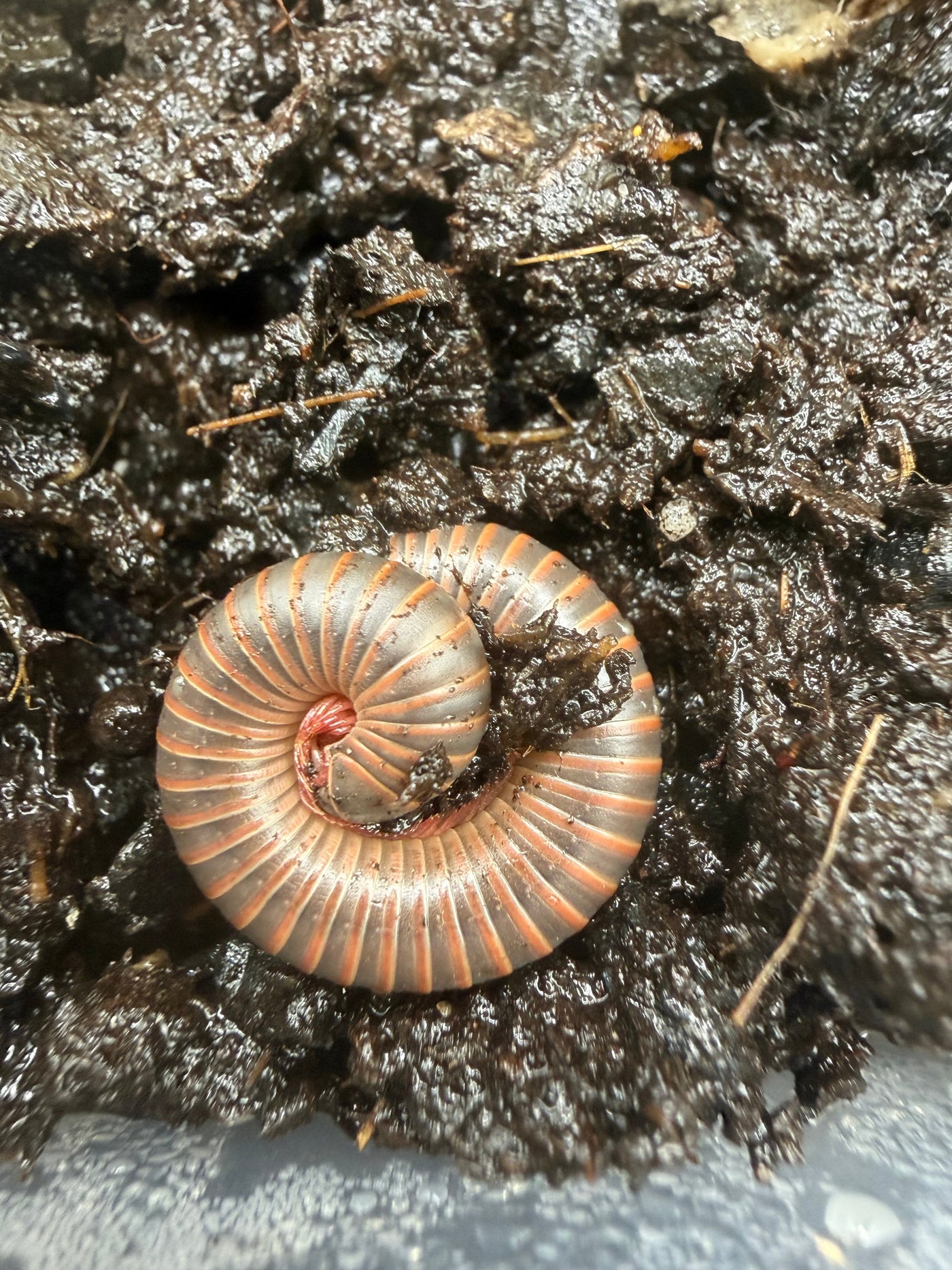 American Pinkfoot Millipede (Narceus americanus)