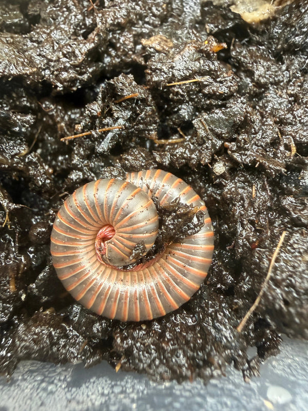 American Pinkfoot Millipede (Narceus americanus)