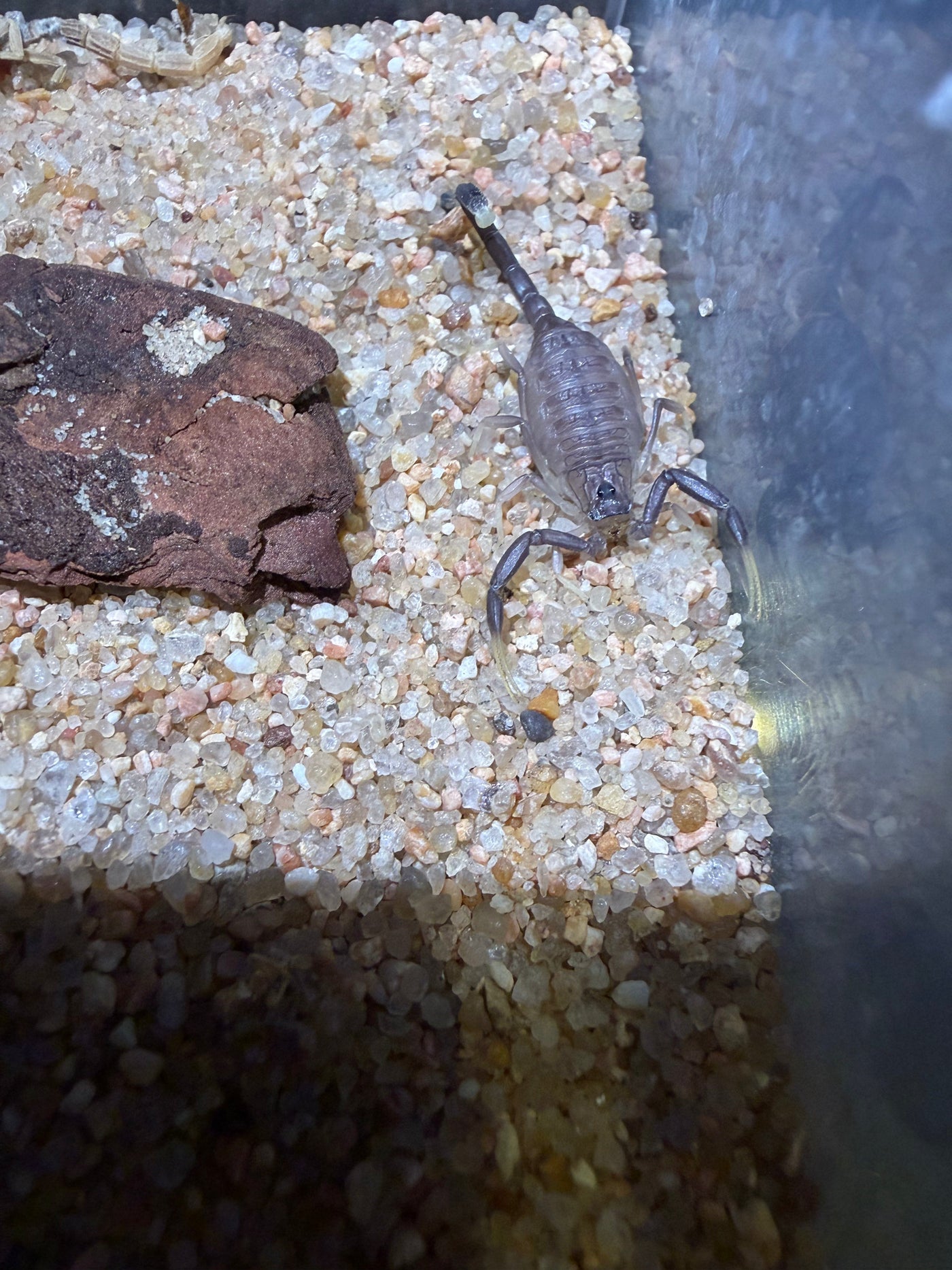 Black Deathstalker Scorpion (Leiurus jordanensis)