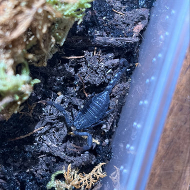 Giant Hairy Alligator Back Scorpion (Hottentotta sousai)