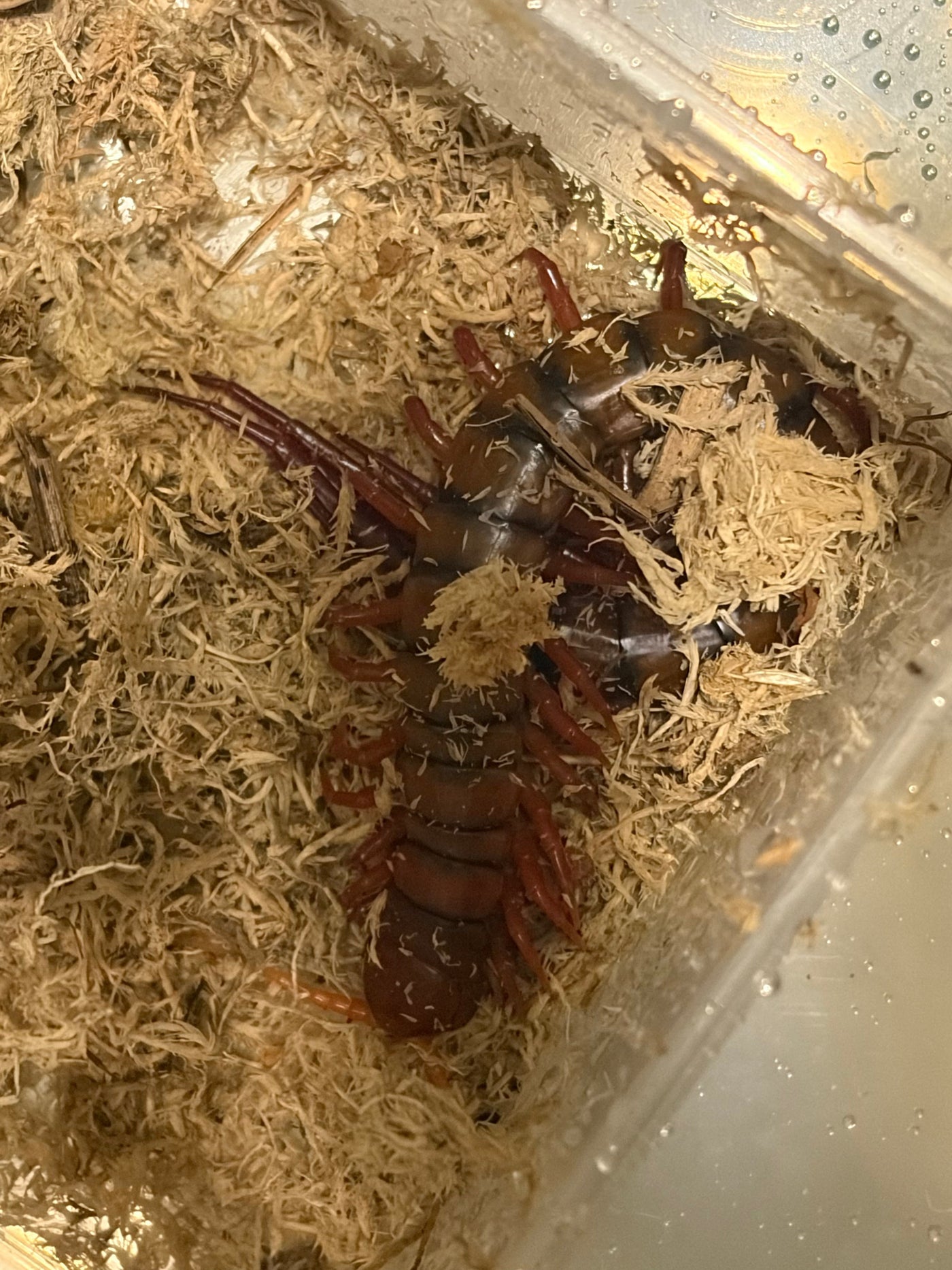 Malaysian Cherry Red Centipede (Scolopendra dehaani)