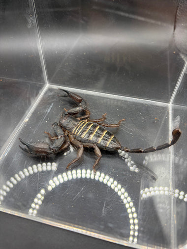 Olive Keeled Flat Rock Scorpion (Hadogenes paucidens)