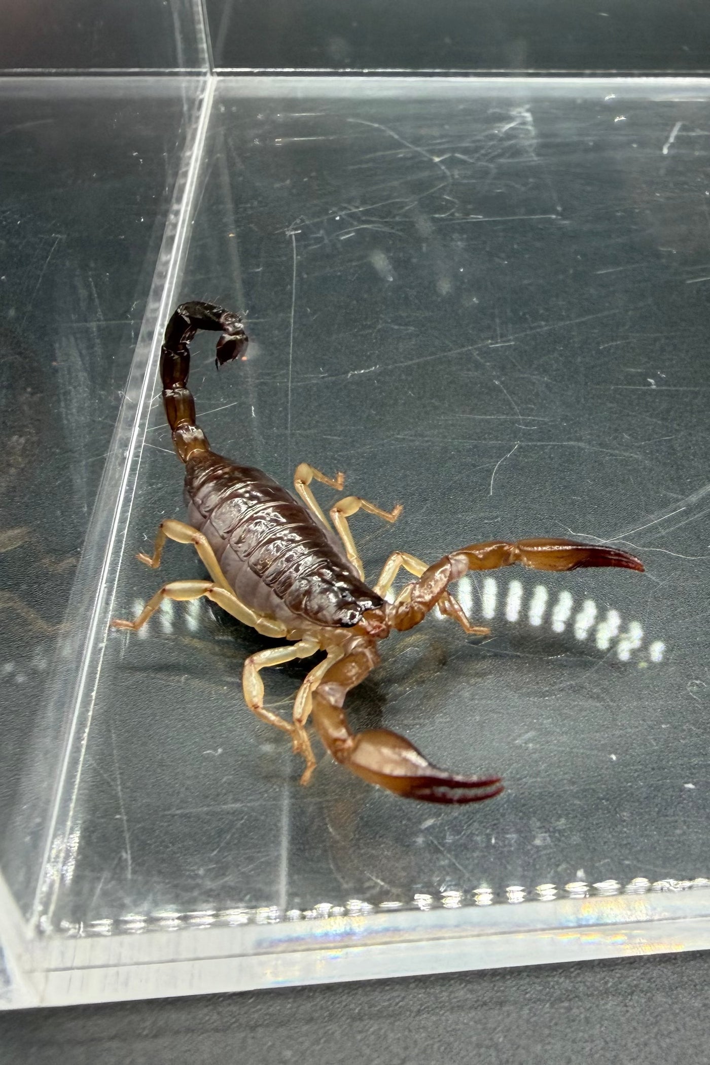 Whitei Scorpion (Nebo whitei)