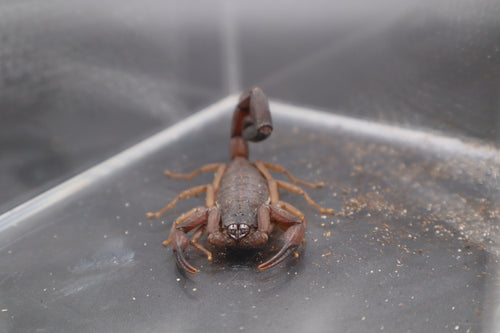 Florida Bark Scorpion (Centruroides gracilis)